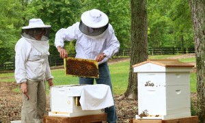 Beginner Backyard Beekeeping - GrowingAGreenerWorld.com
